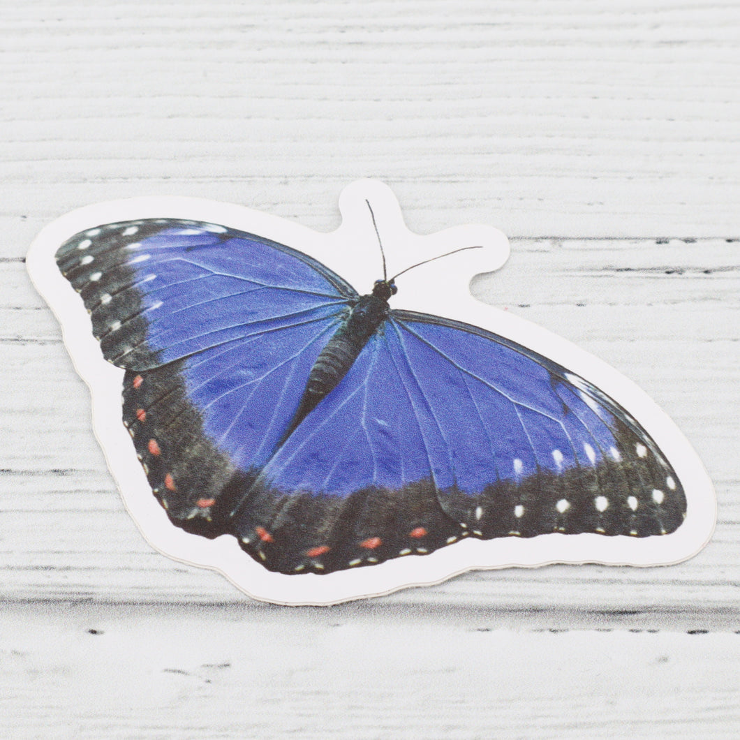 Blue butterfly sticker