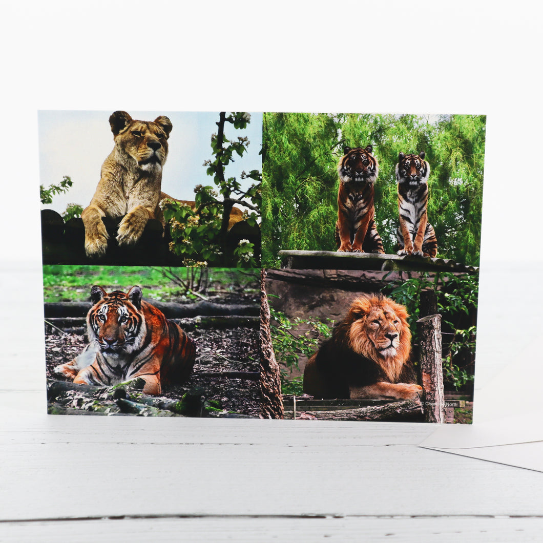 Lions and tigers greetings card