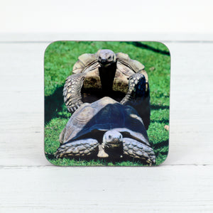 Tortoise coaster