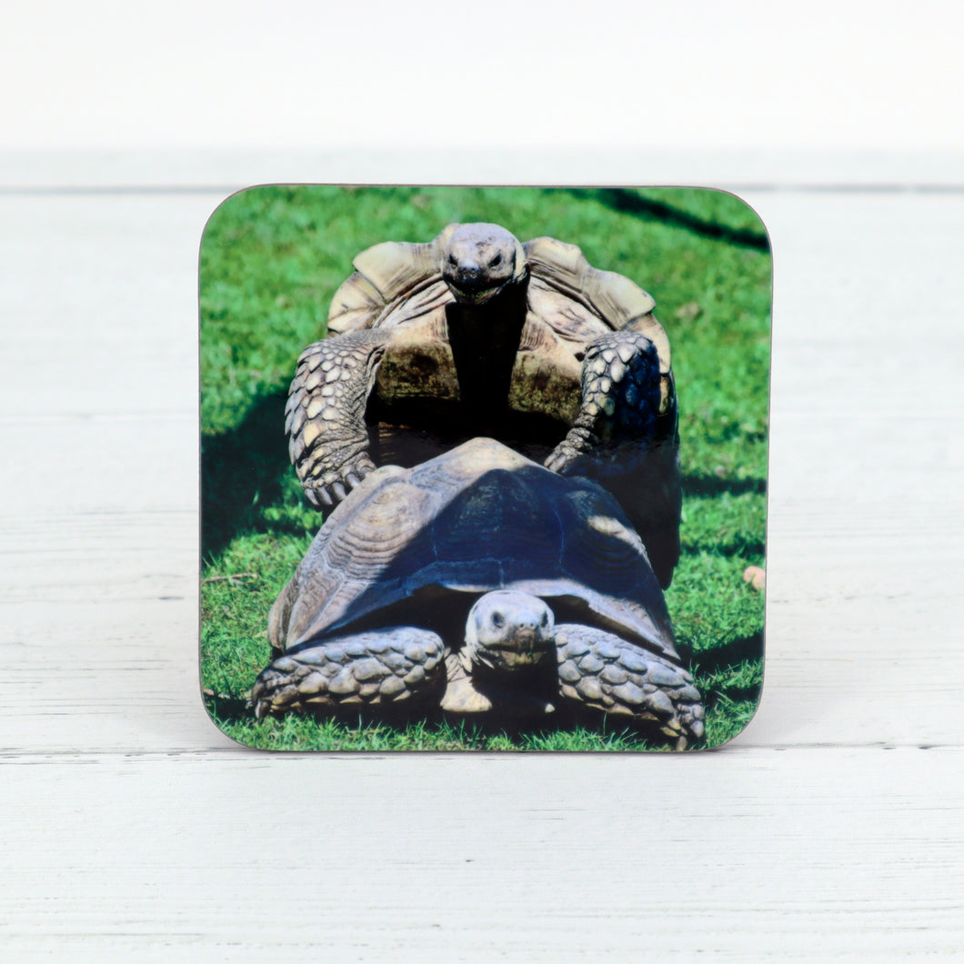 Tortoise coaster